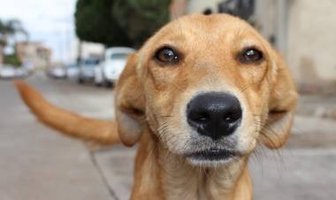 Hoy se conmemora el día del perro callejero, su origen y objetivo
