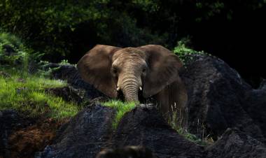 Una elefanta mata a un cuidador en un zoológico de España tras golpearlo con su trompa