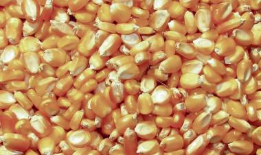 Afip realizó un histórico decomiso de maíz: más de 8.100 toneladas