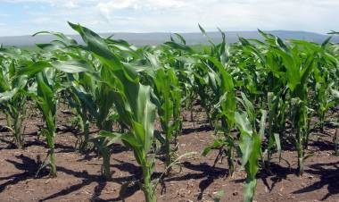 El maíz, cada vez más cerca de la soja en el aporte económico en Córdoba