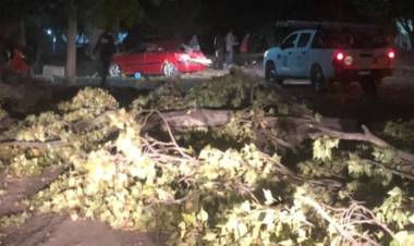 Incendios de pastizales, árboles, postes y ramas caídas dejó el viento Zonda en Mendoza