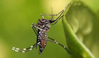 Aumentan los casos de Dengue en Santa Fe: ya son 18 los confirmados
