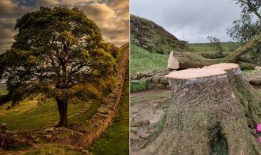 Talan el icónico árbol de Robin Hood en Inglaterra: "Fue un acto de vandalismo", afirman