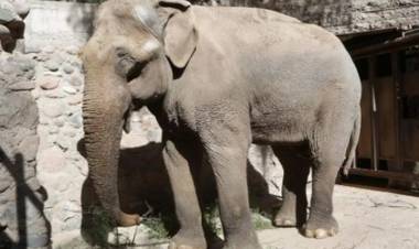 Destinan $4,5 millones para entrenar al elefante Tamy que buscan trasladar a Brasil