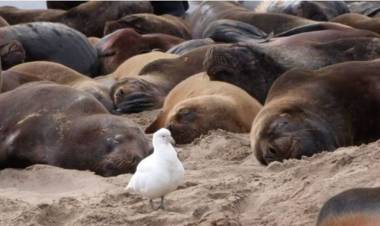 Río Negro: se reportan más de 1200 lobos marinos muertos por gripe aviar