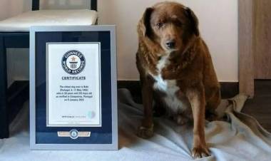 Guinness World Records le suspendió el título al perro más viejo del mundo: abrieron una investigación