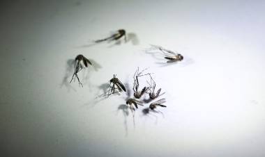 Vacuna contra el dengue: el Gobierno rechazó "presiones" para "apresurar" su aplicación
