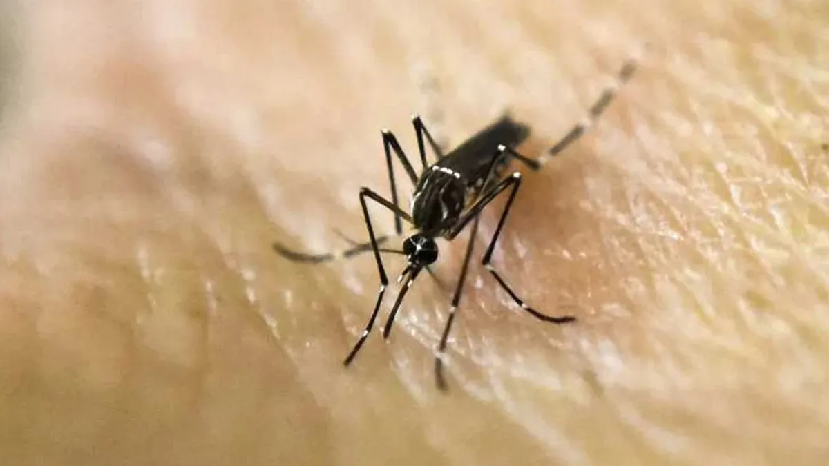 Dengue: llegan a 269 mil los casos y ya son cerca de 200 las muertes