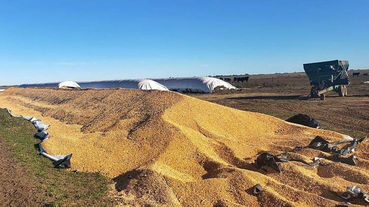 La rotura de un silobolsa en un campo de Italó mantiene a los productores en alerta