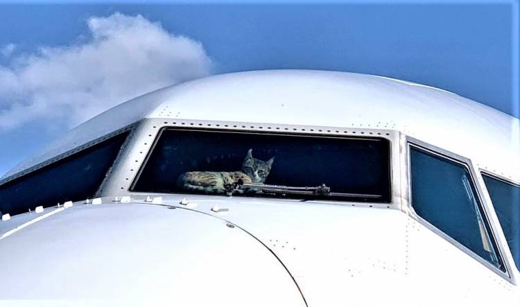 Gato Provoca Daños en Cabina de Avión