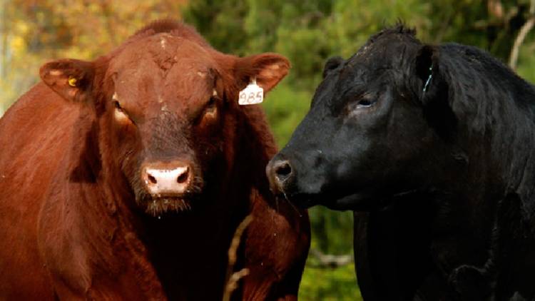 Por el cepo a la exportación de carne se perdieron US$ 1.084 millones