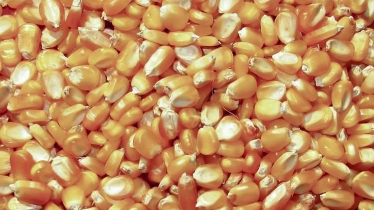 Afip realizó un histórico decomiso de maíz: más de 8.100 toneladas