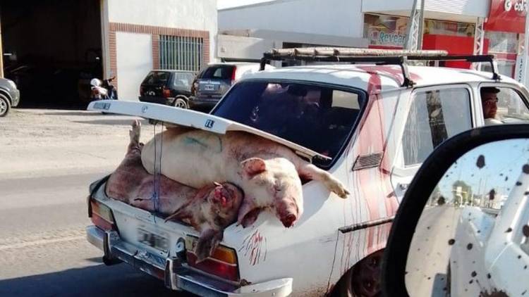 Marcos Juárez: ya hay 30 sospechosos por el saqueo al camión cargado de cerdos