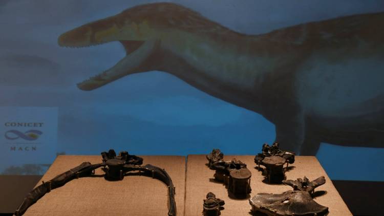 Hallan en Santa Cruz restos de un megarraptor, el dinosaurio más grande encontrado hasta el momento
