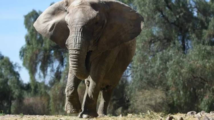 El Gobierno autorizó el traslado de Kenia, la elefanta de Mendoza que irá a un santuario en Brasil