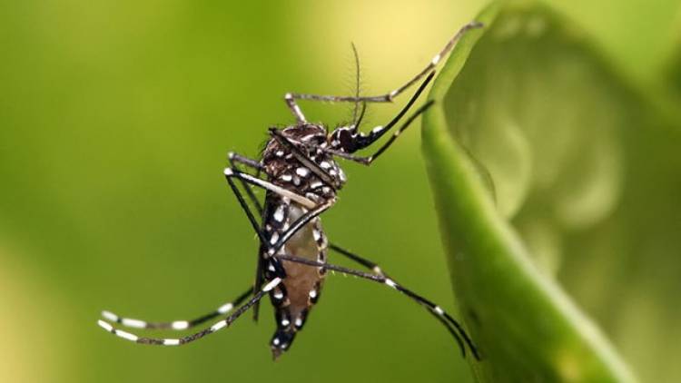 Aumentan los casos de Dengue en Santa Fe: ya son 18 los confirmados