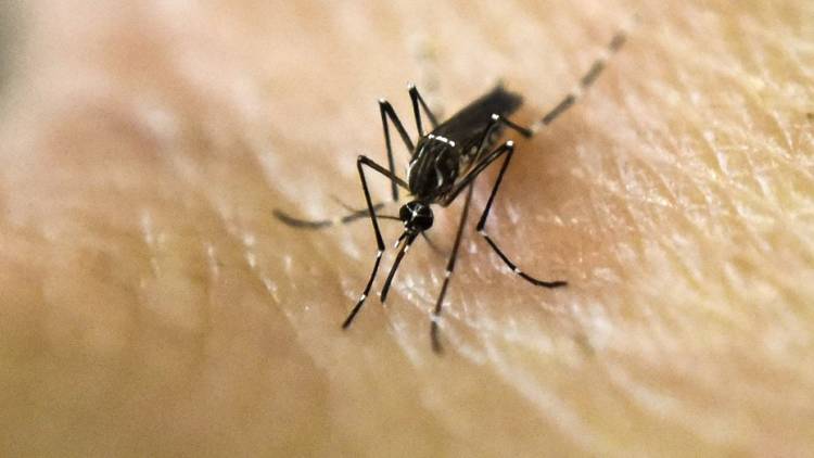Confirman más 28 mil casos de dengue y más de 900 casos de chikungunya en todo el país