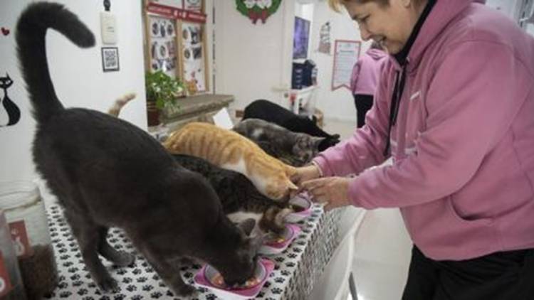 El "Café de gatos" del Abasto en el que se puede interactuar con 11 felinos
