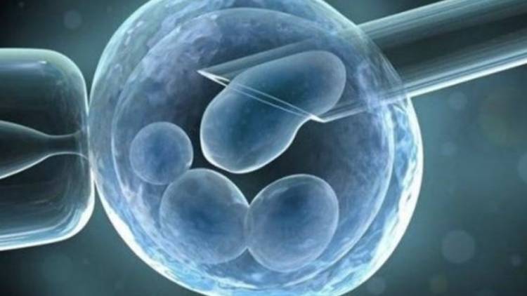 Científicos cultivan un embrión humano sin usar esperma ni óvulo