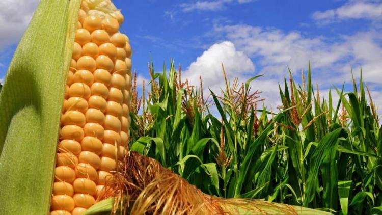 Productores de soja y maíz siguen sin vender unas 10 millones de toneladas de granos