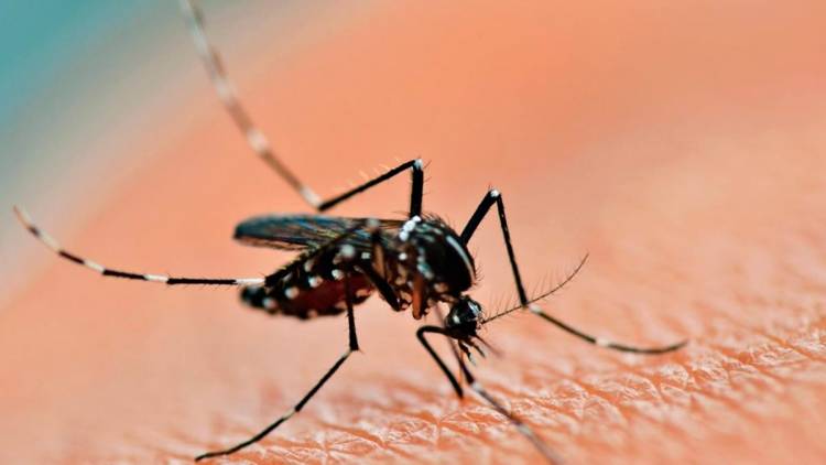 En 2023 se registraron más de 134.000 casos de dengue y 68 muertes en el país