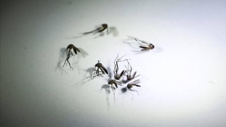 Vacuna contra el dengue: el Gobierno rechazó "presiones" para "apresurar" su aplicación