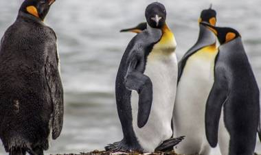 La UE destinará 3 millones de euros para proteger la biodiversidad en la Patagonia