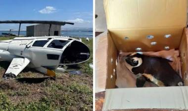 Pingüino transportado en una caja causó accidente de helicóptero en Sudáfrica