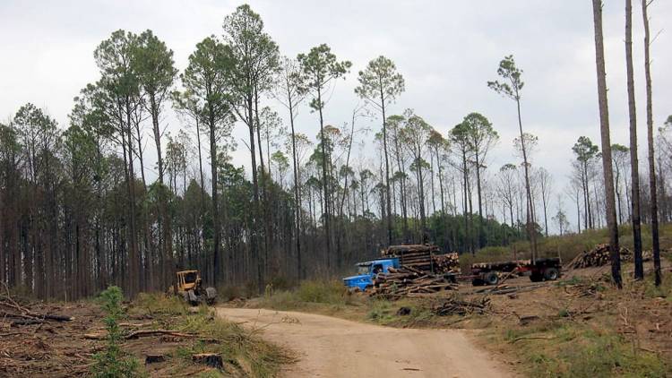 Vecinos denuncian que están talando sin control los pinares de Alpa Corral