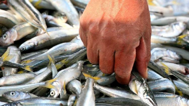 Detectan arsénico y mercurio en peces del embalse de Río Tercero