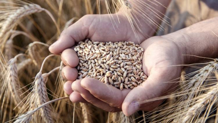 Los precios internacionales de los alimentos siguen en alza y tocan su máximo desde 2011