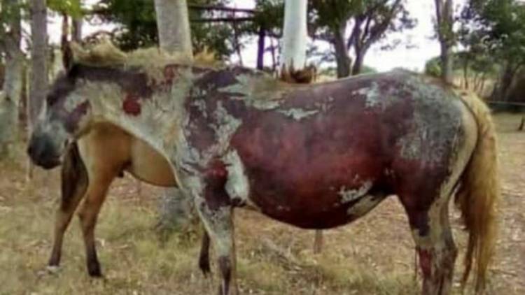 Incendios forestales sin control en Corrientes: “La provincia está ardiendo”