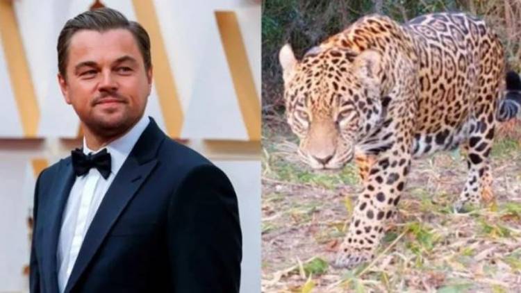 Leonardo DiCaprio destacó la recuperación de un yaguareté introducido en el Iberá