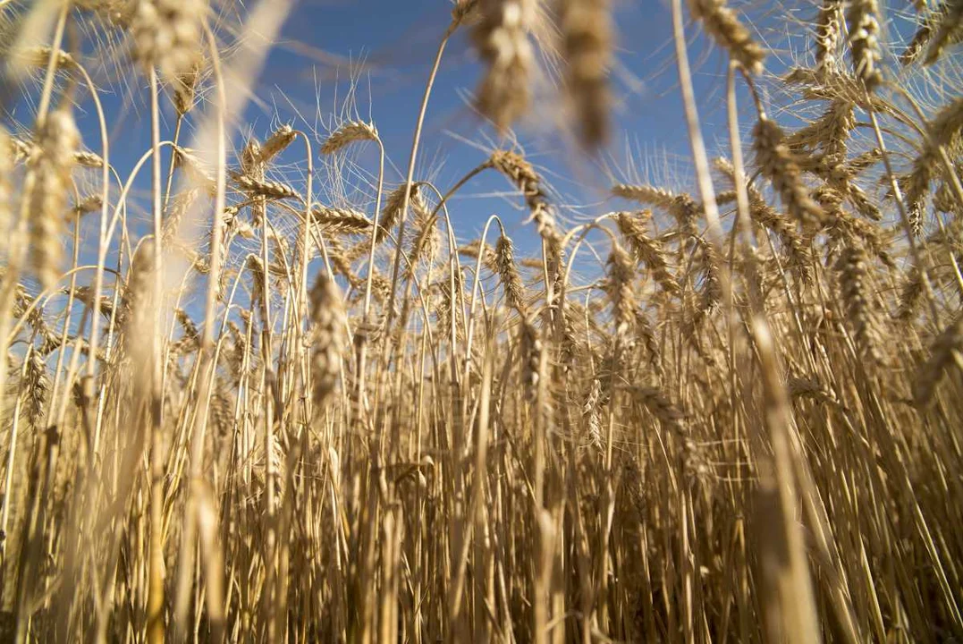Milei y Caputo agregan lluvia propia a los campos inundados con derechos de exportación más dólar barato