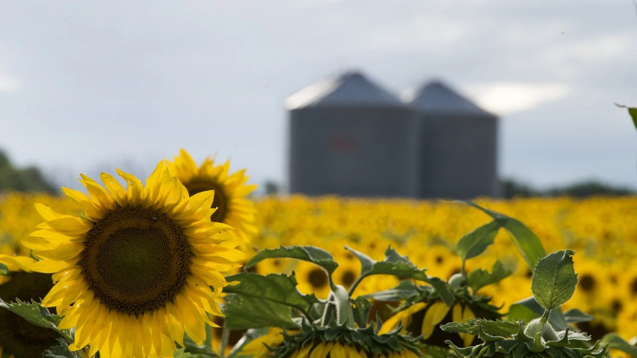 Cosecha récord de girasol: creció un 28,2% respecto a la campaña anterior